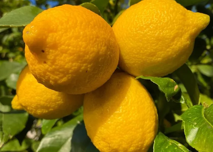 Meerblick Mit Traumterrasse